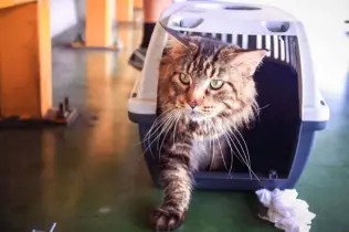 Tiertransport Katze