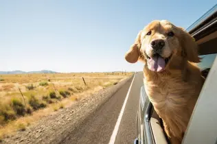 Tiertransporthund